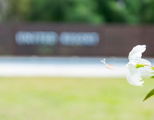 【お庭】南国の雰囲気を演出してくれる花々