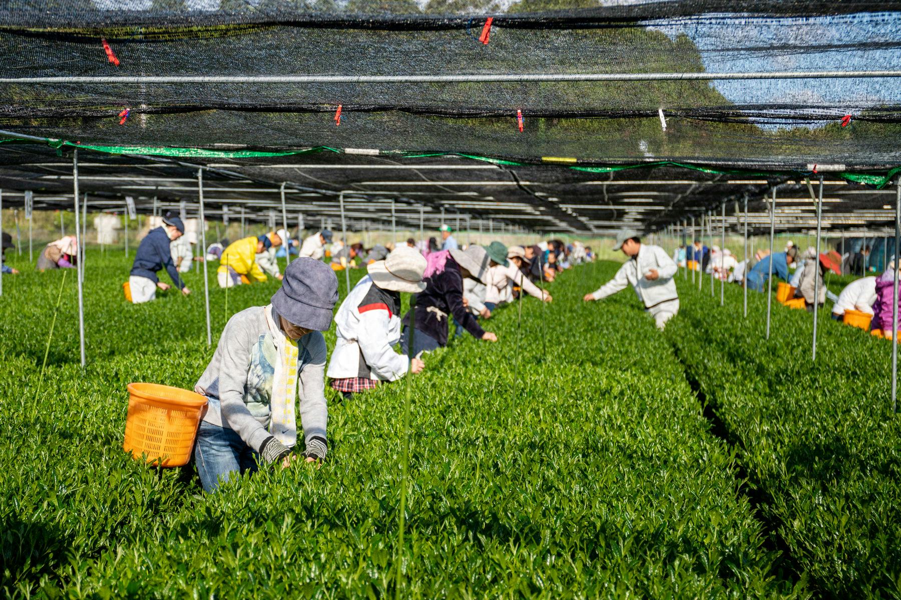 お茶の名産地で、上質なお茶を知る