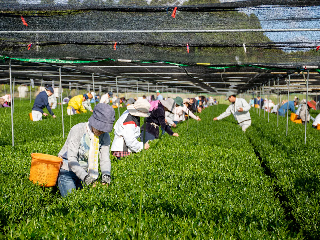 日本一に選ばれた茶園を有する宮崎県新富町