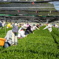 เมืองชินโทมิ จังหวัดมิยาซากิ ที่มีสวนชาที่ได้รับเลือกเป็นอันดับหนึ่งของญี่ปุ่น