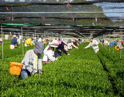 日本一に選ばれた茶園を有する宮崎県新富町