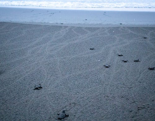 夏にはアカウミガメの赤ちゃんを放流する海