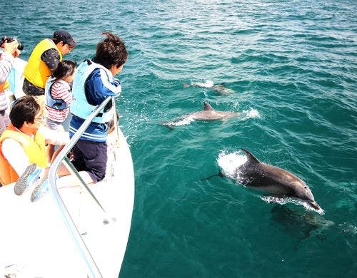 イルカが目の前に！