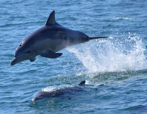 迫力があるジャンプ！