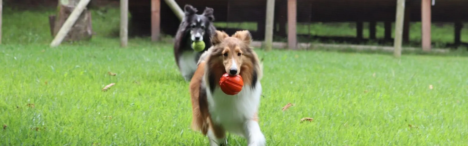 RITA’S RANCH 南軽井沢 ~愛犬と過ごすテントの休日~