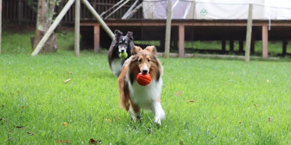 22年最新 富岡市妙義ふれあいプラザ周辺でペットと泊まれる宿ランキング 一休 Com 22年最新 富岡市妙義ふれあいプラザ周辺でペットと泊まれる宿ランキング 一休 Com