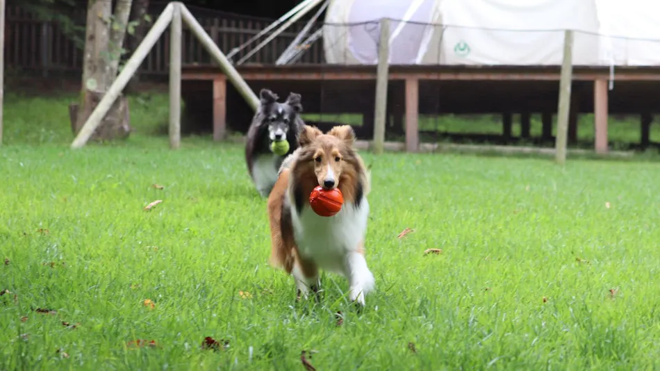 RITA'S RANCH Minami-Karuizawa ~A Tent Holiday with Your Beloved Dog~