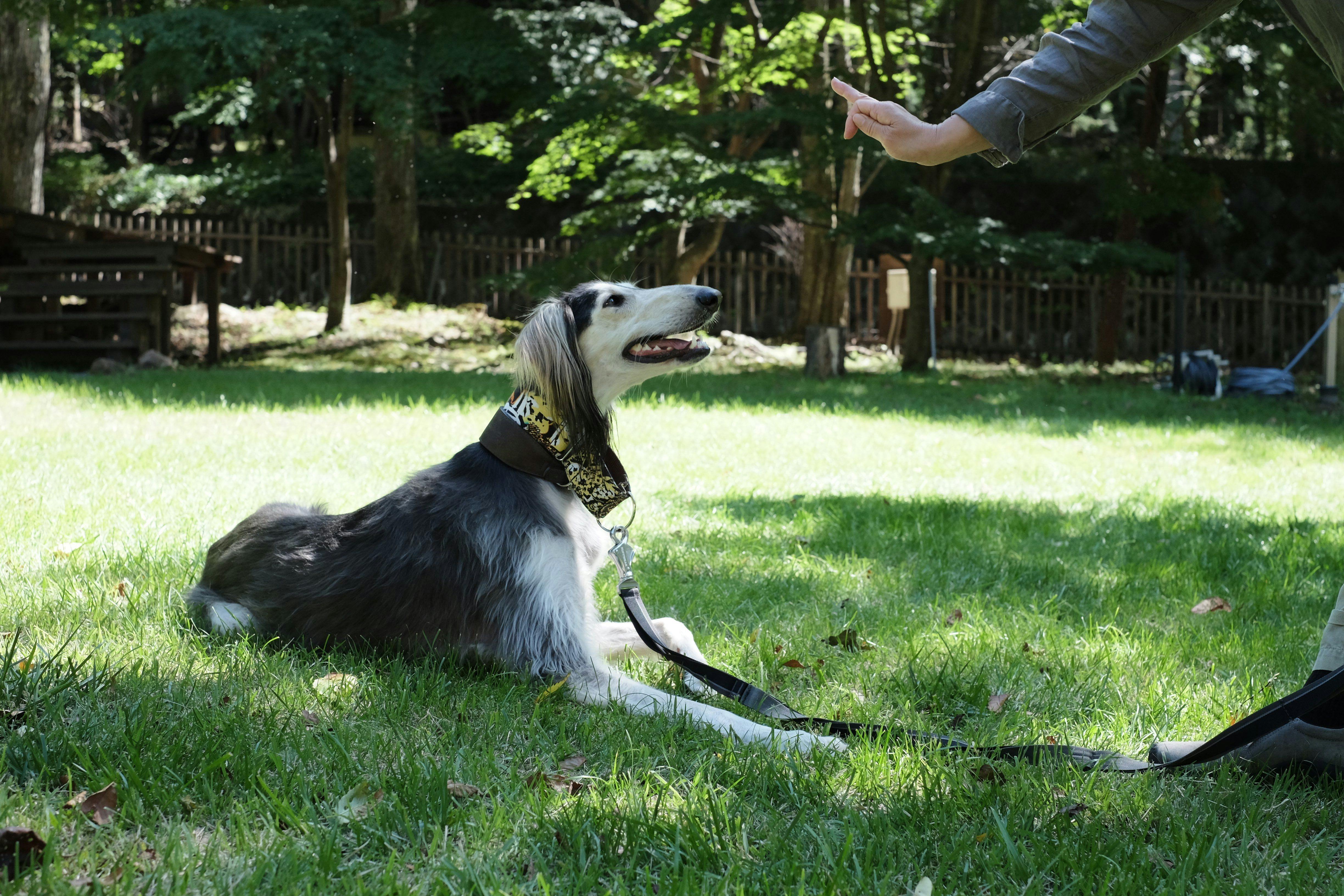 RITA’S RANCH 南軽井沢　～愛犬と過ごすテントの休日～