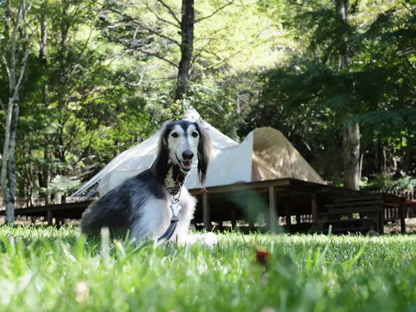 【1棟利用(3名まで)】 <1泊朝食付き>愛犬と過ごすグランピング