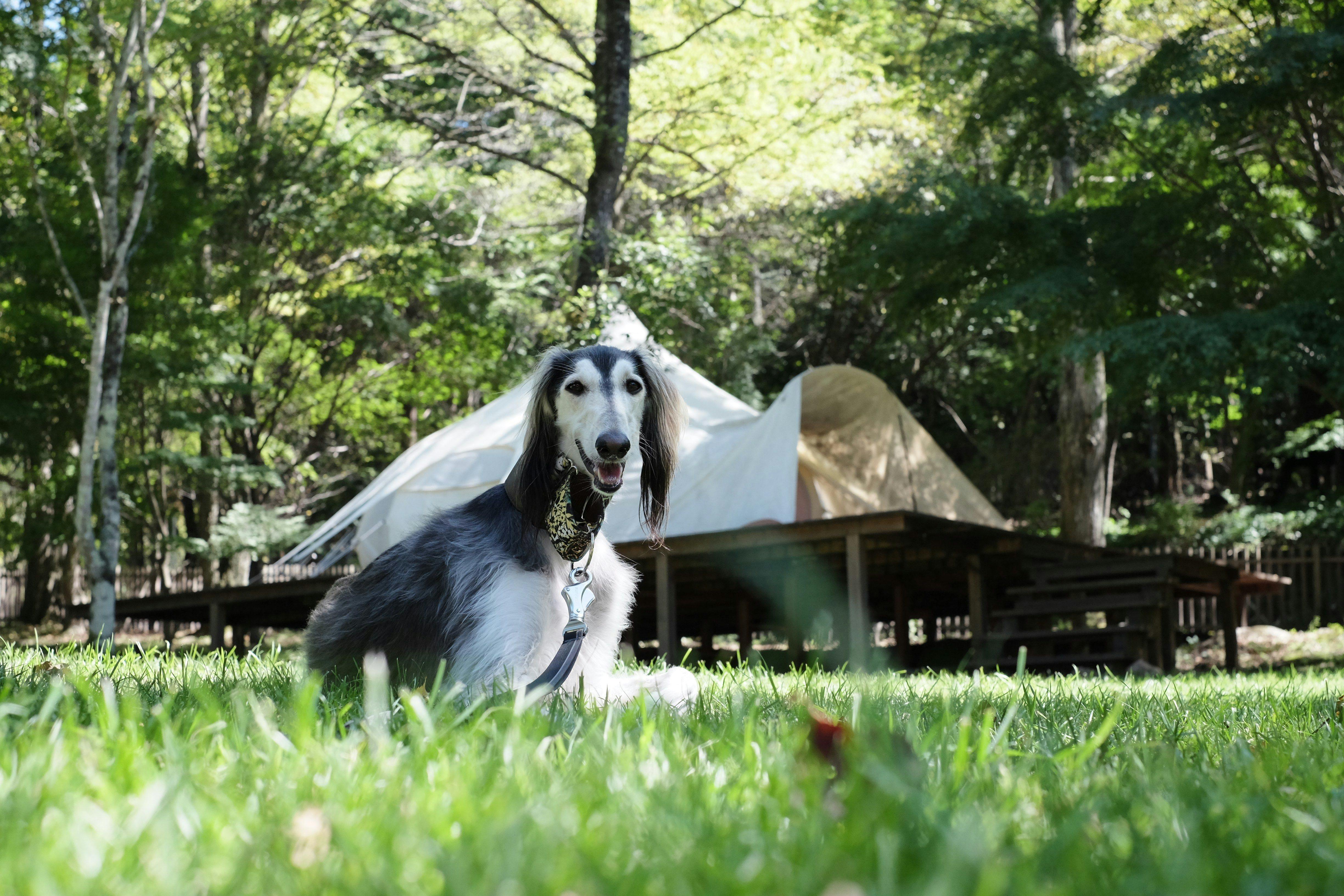 RITA’S RANCH 南軽井沢　～愛犬と過ごすテントの休日～