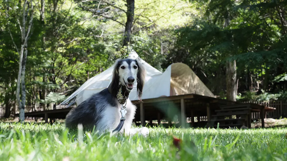 RITA'S RANCH Minami-Karuizawa ~A Tent Holiday with Your Beloved Dog~