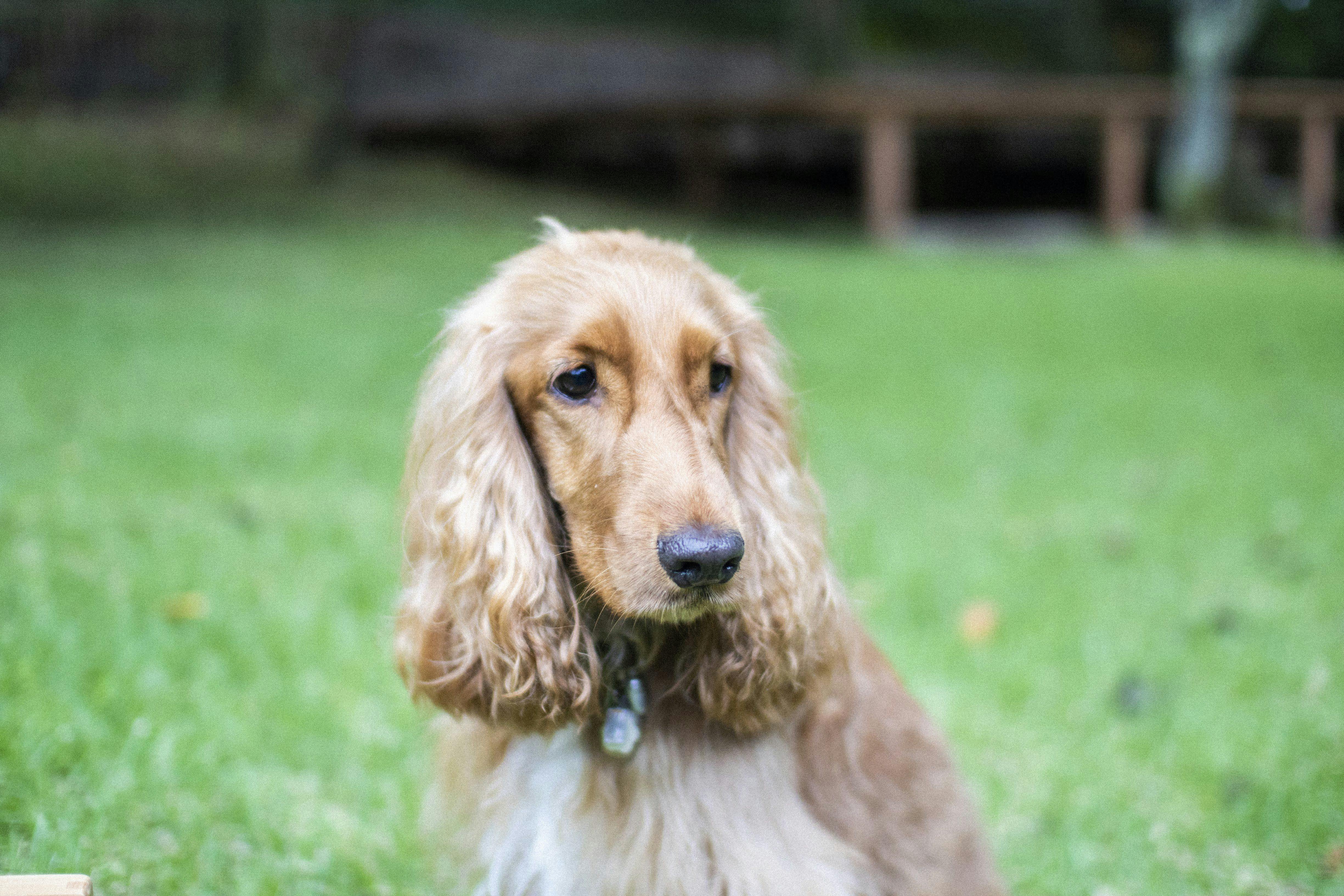 21年最新 毛無岩周辺でペットと泊まれる宿ランキング 一休 Com