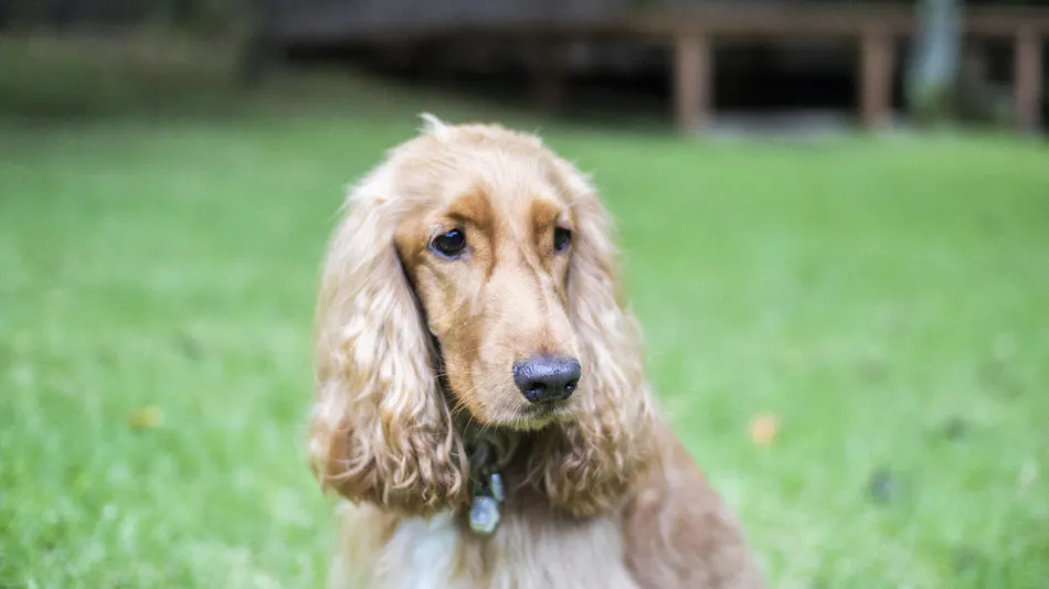 RITA'S RANCH Minami-Karuizawa ~A Tent Holiday with Your Beloved Dog~