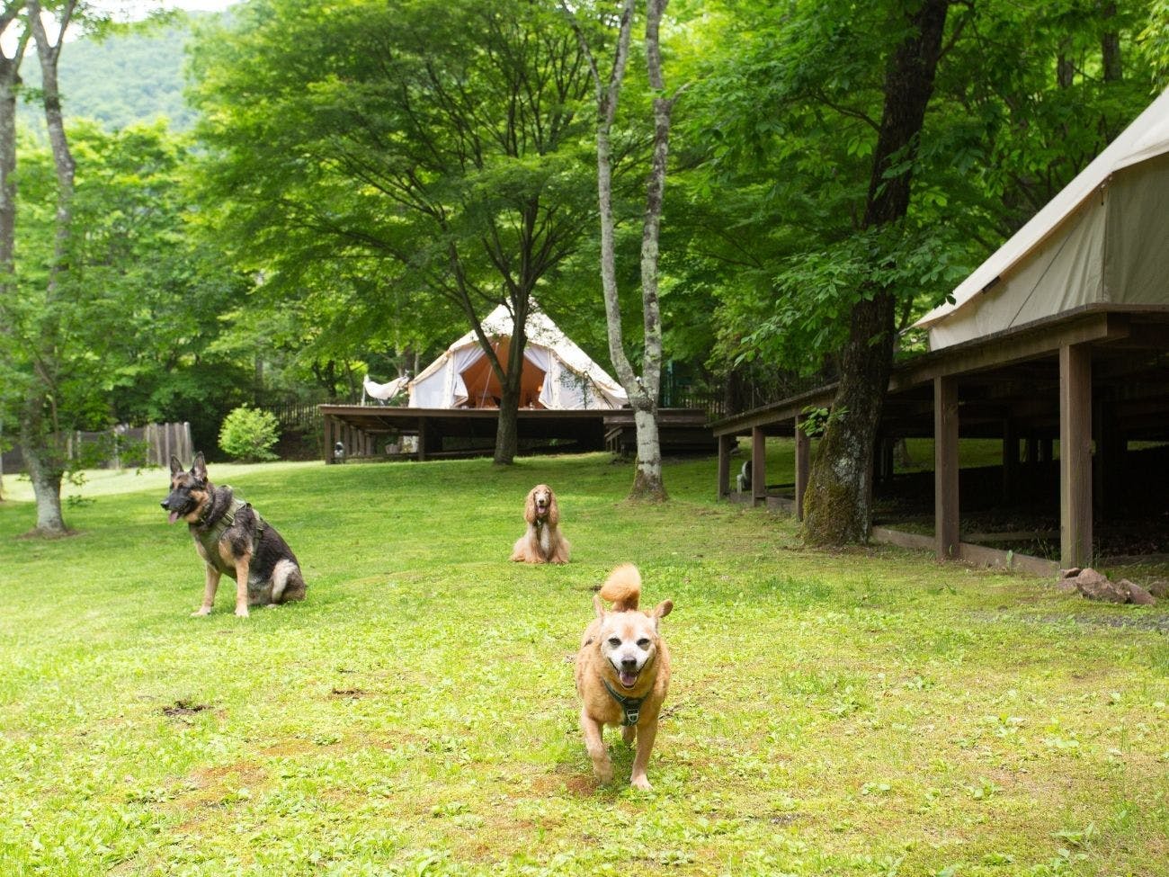 RITA’S RANCH 南軽井沢　～愛犬と過ごすテントの休日～