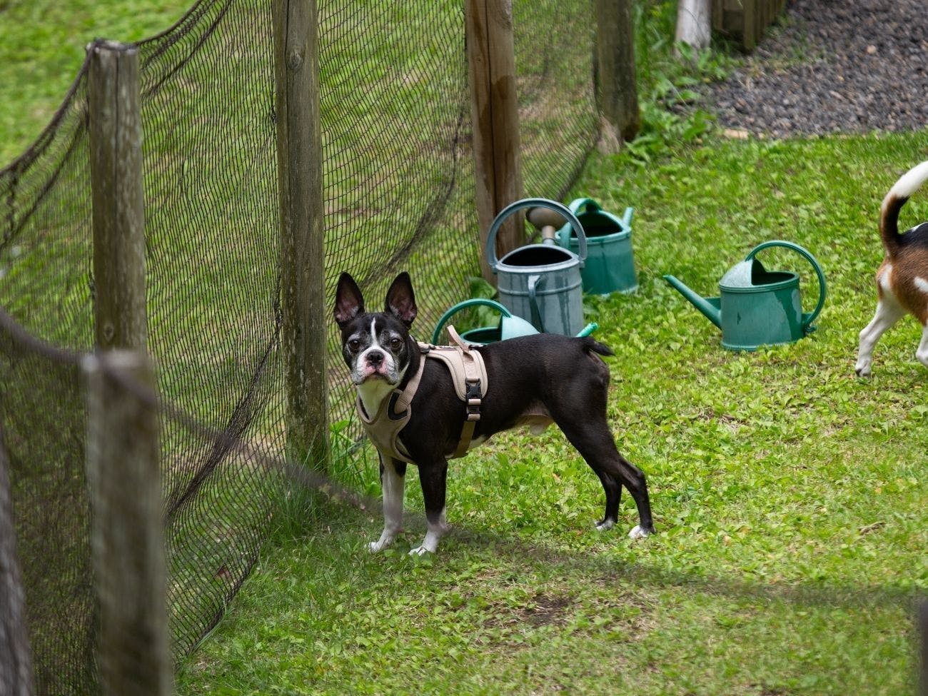 RITA’S RANCH 南軽井沢　～愛犬と過ごすテントの休日～