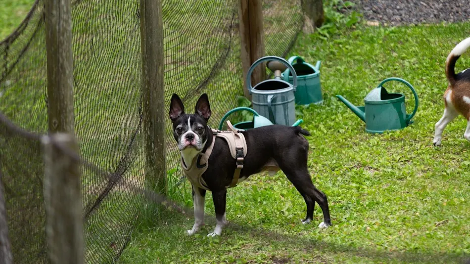 RITA'S RANCH Minami-Karuizawa ~A Tent Holiday with Your Beloved Dog~
