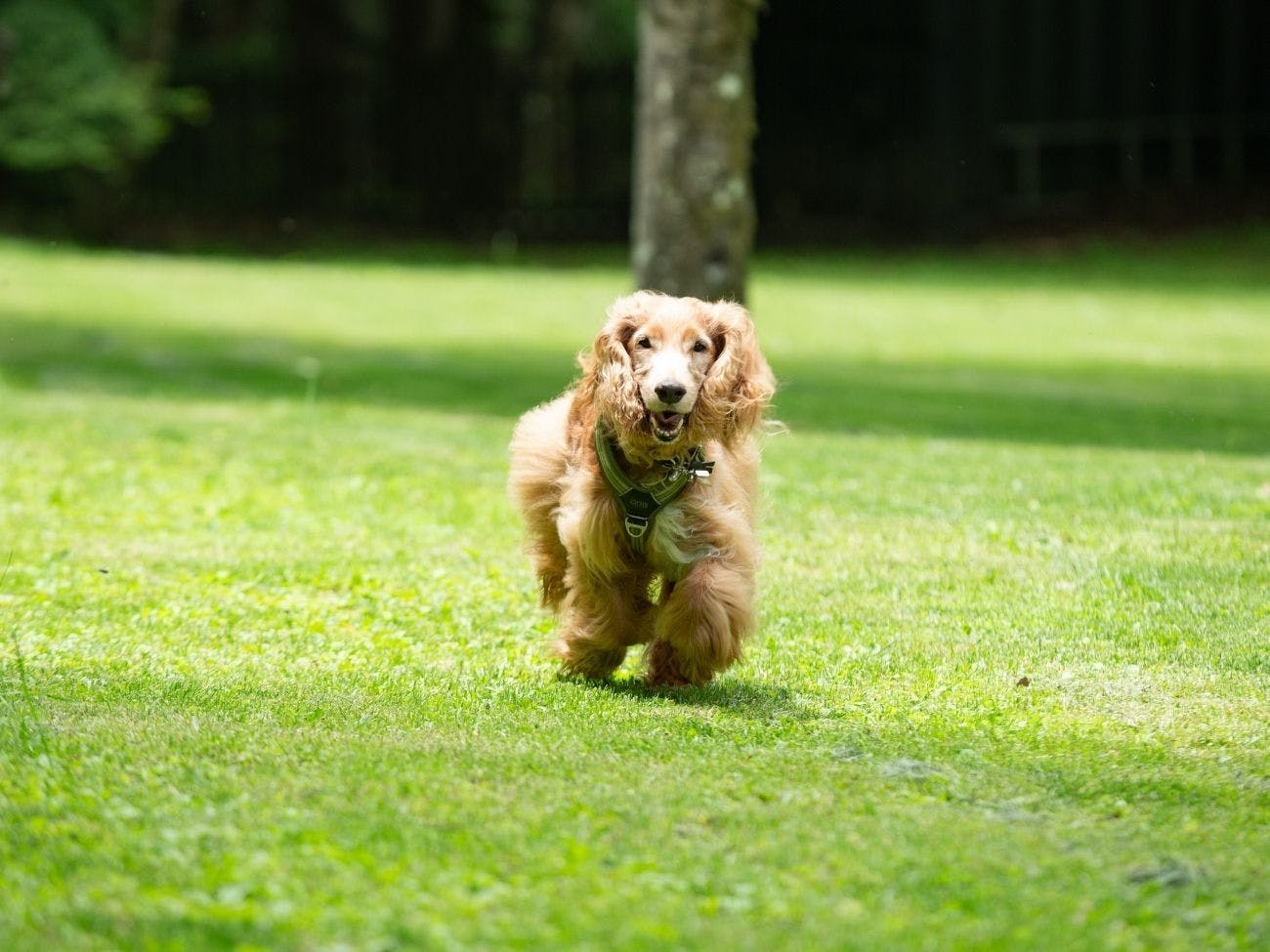 RITA’S RANCH 南軽井沢　～愛犬と過ごすテントの休日～