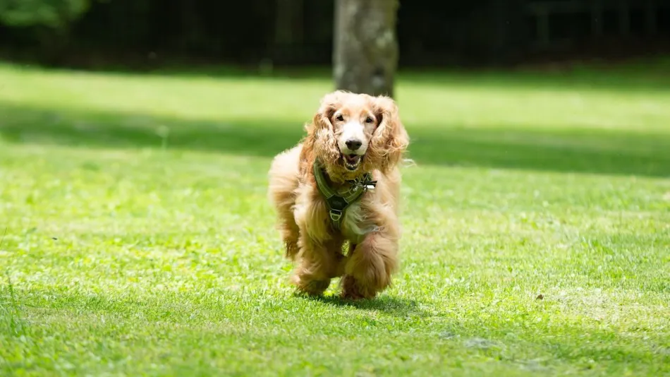 RITA'S RANCH Minami-Karuizawa ~A Tent Holiday with Your Beloved Dog~