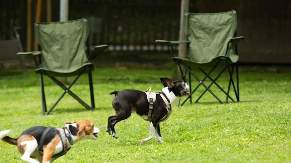 RITA'S RANCH Minami-Karuizawa ~A Tent Holiday with Your Beloved Dog~