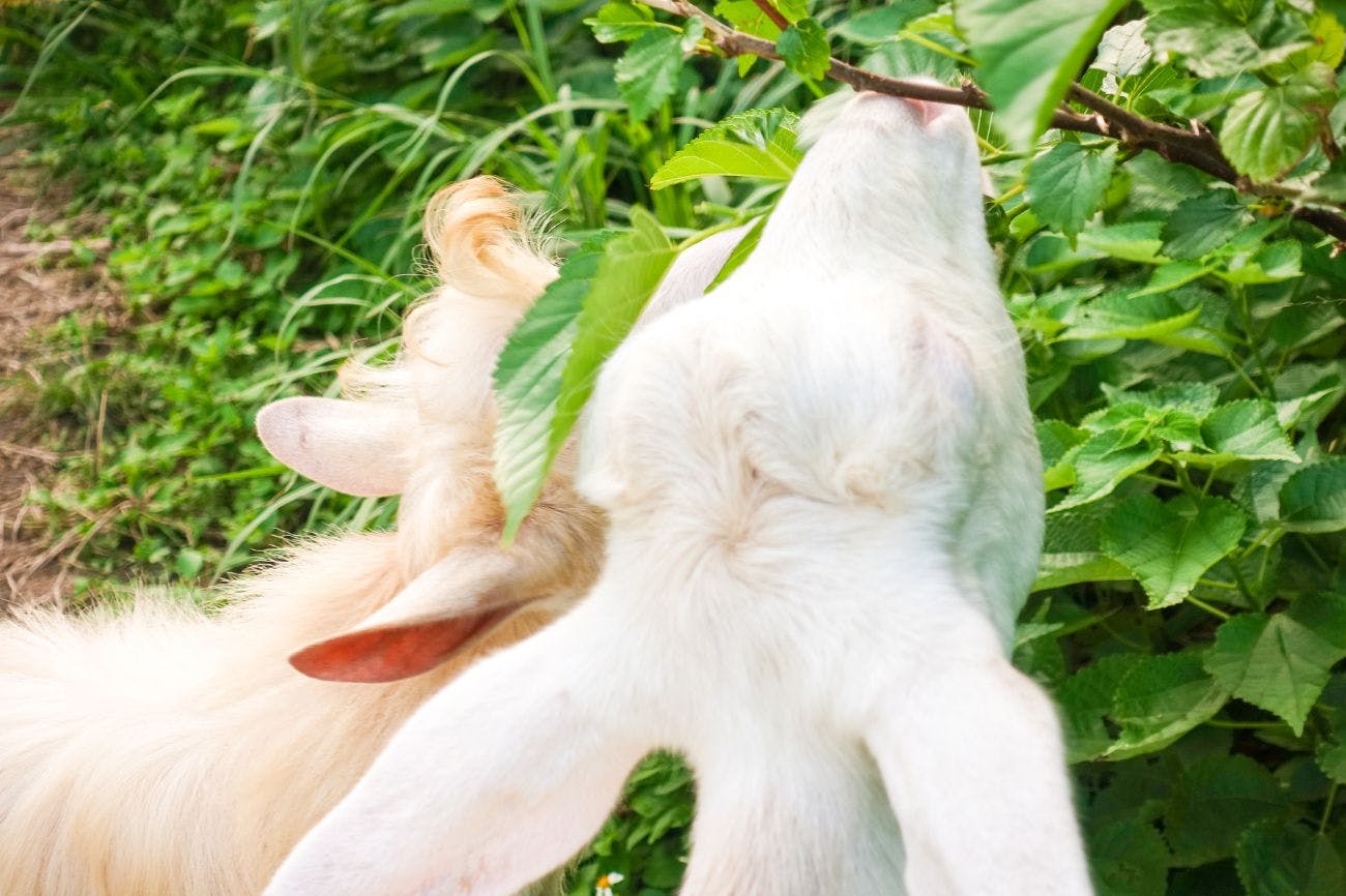 สัมผัสกับแพะ