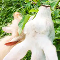 สัมผัสกับแพะ