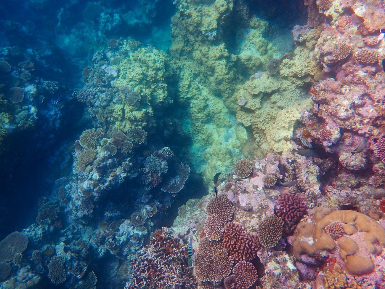 Blue Ocean Resort
