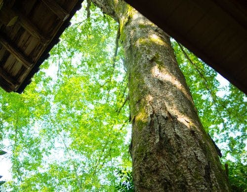 樹齢200年を超える欅様