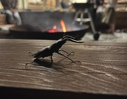 バーベキュー（ノコギリクワガタ）