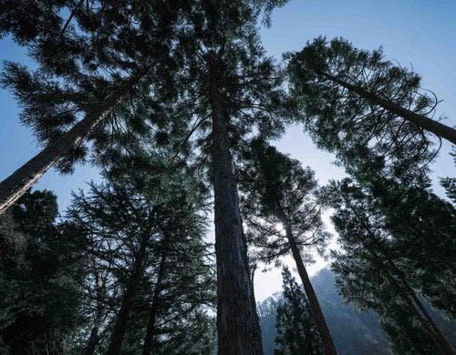 森エリアのスギの木立