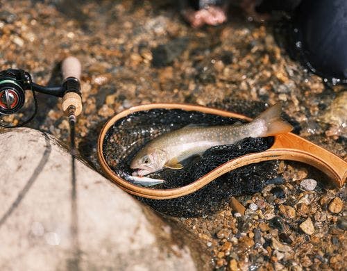 打波川は渓流釣りスポット