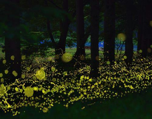初夏の夜を彩る、幻想的なホタルの舞
