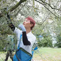 オリーヴの森の収穫風景