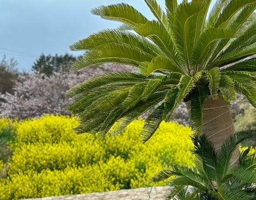 南国の植物で気分も晴れやかに