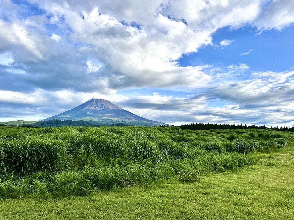周辺観光　夏の富士山
