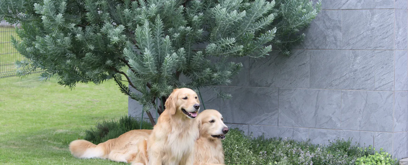 สวนส่วนตัว