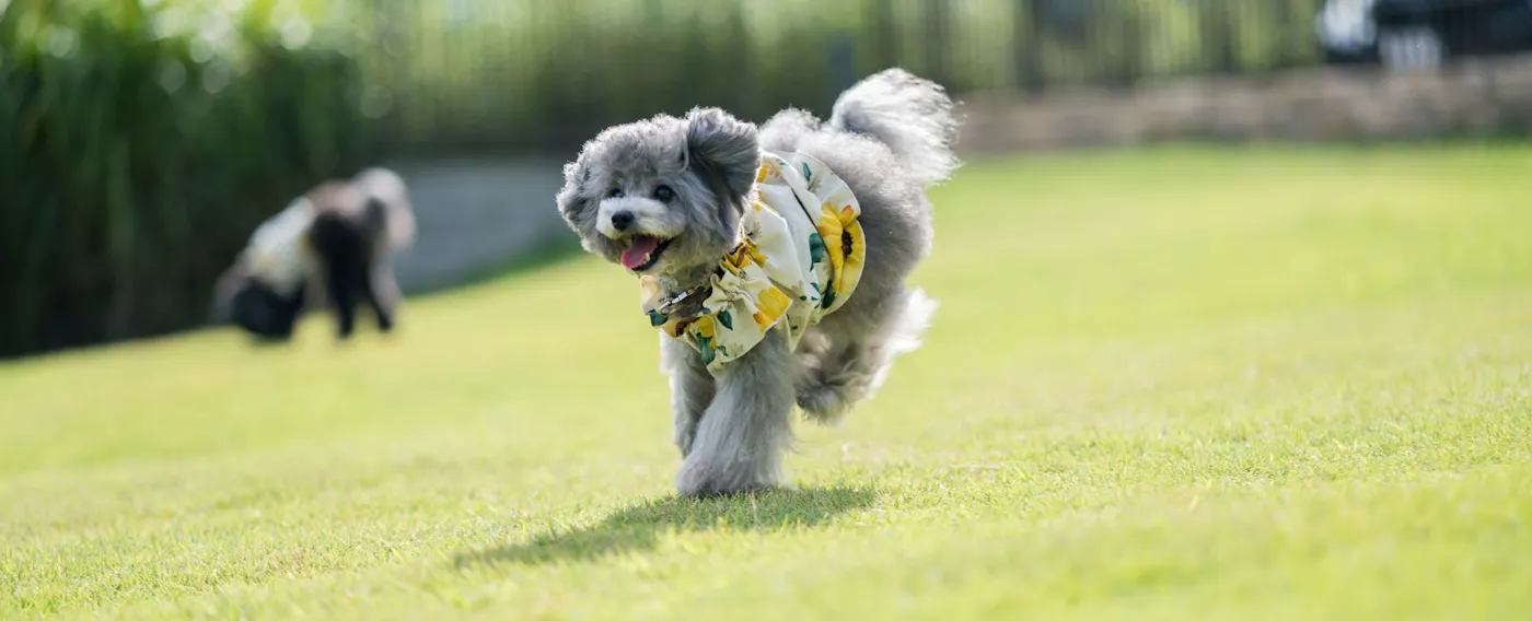 สวนส่วนตัว