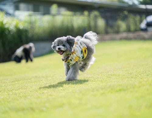 800平米超、天然芝の専用庭