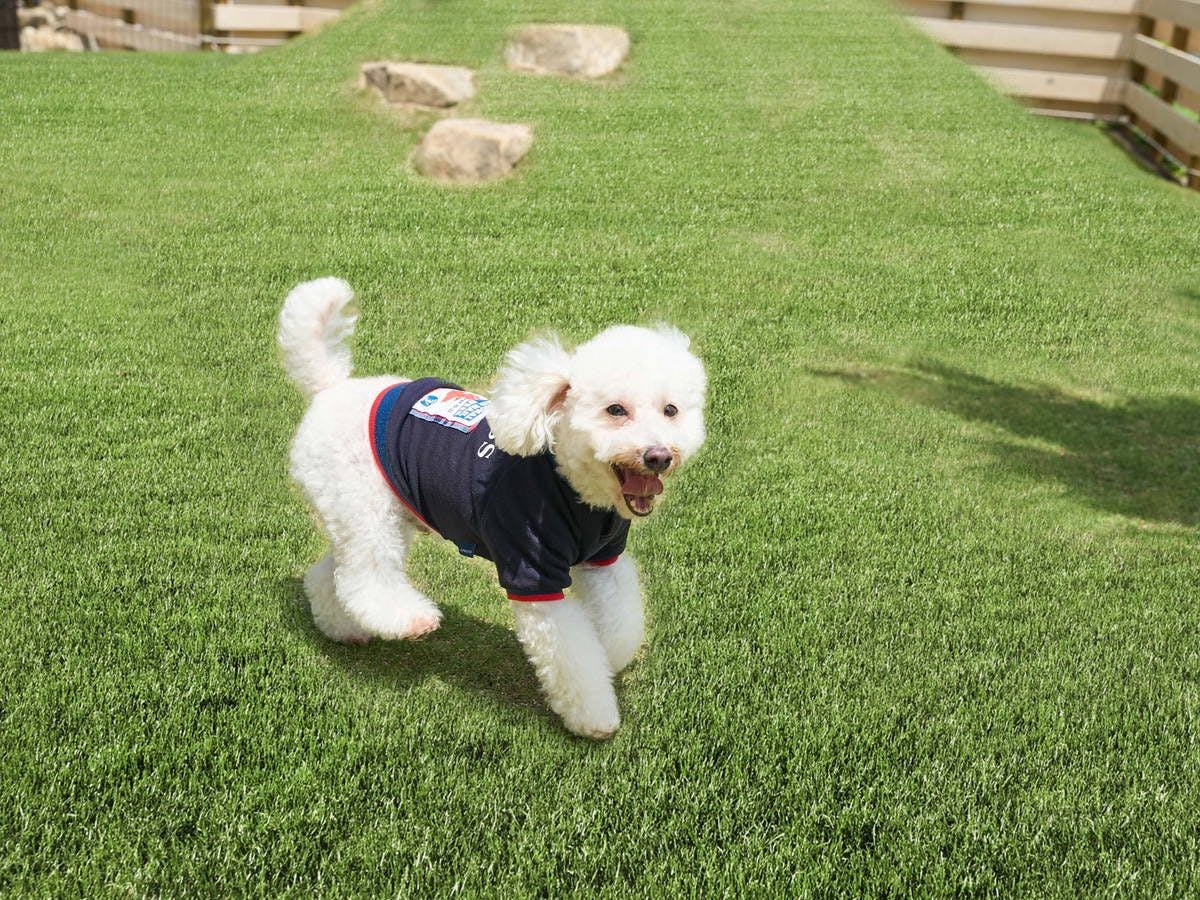 AWAI DOG STAY