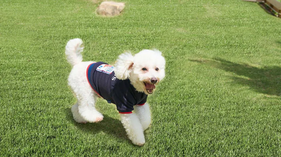 AWAI DOG STAY