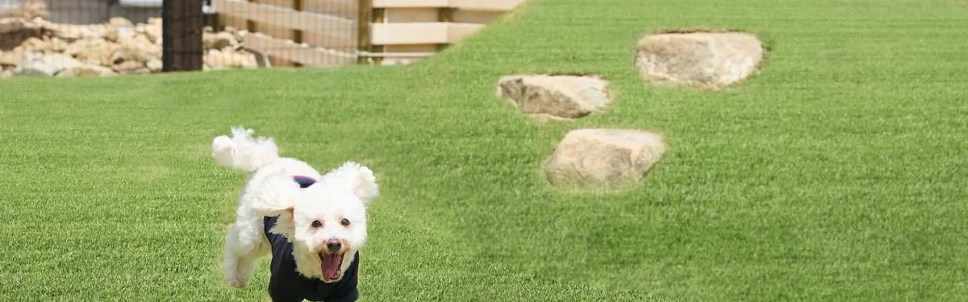 AWAI DOG STAY