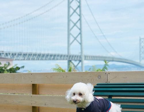 ワンちゃんとの時間をお過ごしいただけます