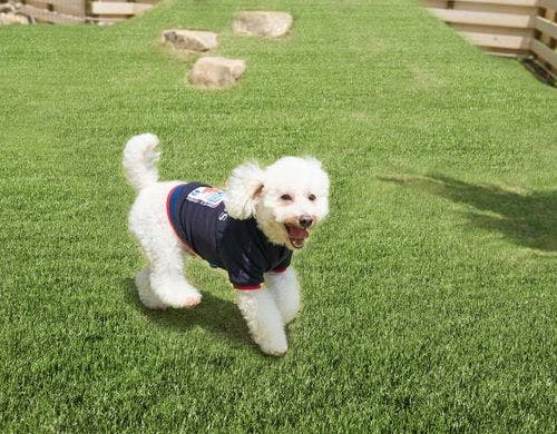 緑に溢れたドッグラン