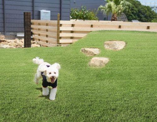 緑に溢れたドッグラン