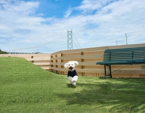 緑に溢れたドッグラン