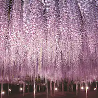 足利花卉公園提供的紫藤花圖片