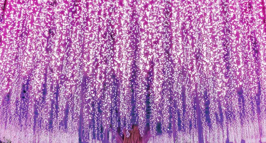 【冬のイルミネーションを満喫】あしかがフラワーパーク 光の花の庭 2026 入場券付(素泊まり)