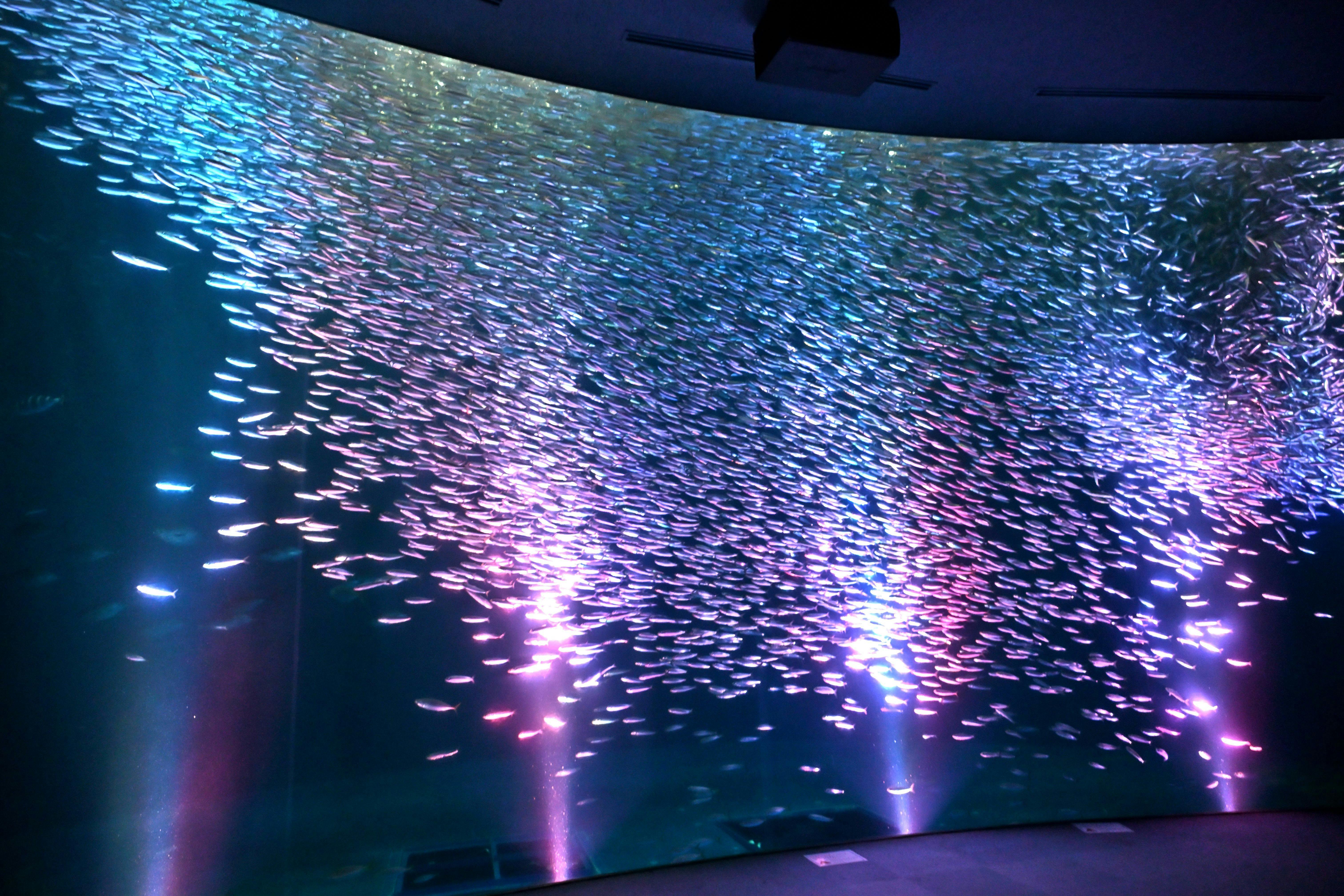 ネット予約限定：名古屋港水族館チケット付きプラン【食事なし】