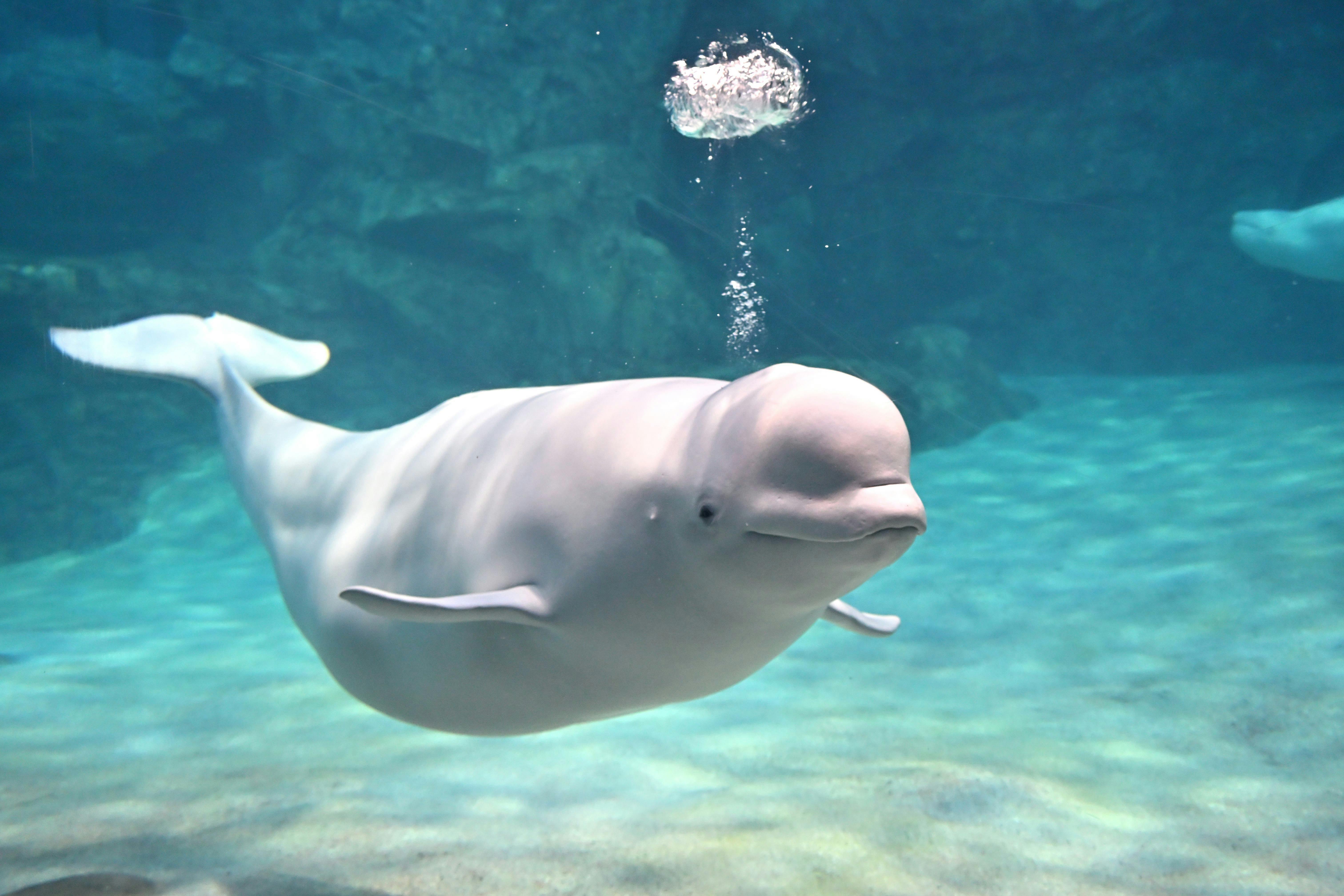 ネット予約限定：名古屋港水族館チケット付きプラン【食事なし】