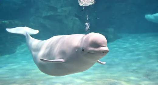ネット予約限定:名古屋港水族館チケット付きプラン【食事なし】