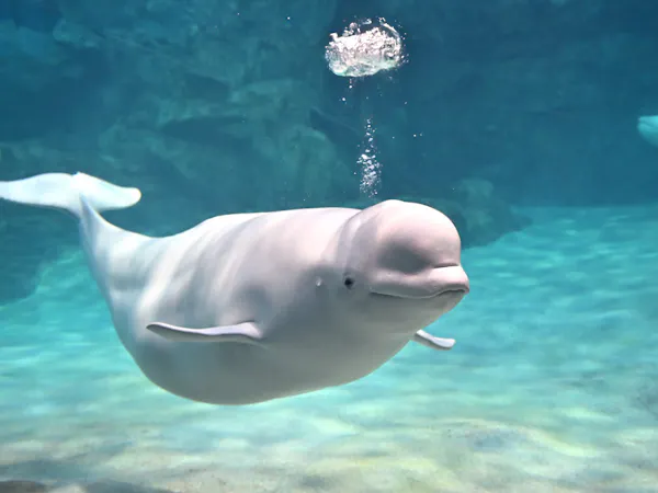 ネット予約限定:名古屋港水族館チケット付きプラン【食事なし】